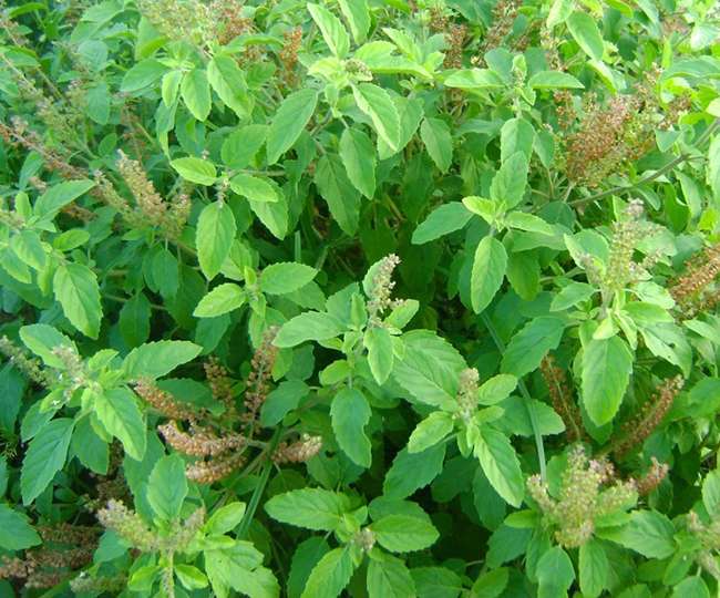 uses of Tulsi from Badrinath